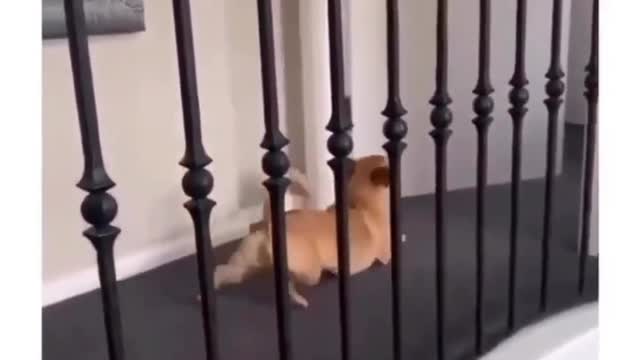 Dog make fun of corgis short legs 😂