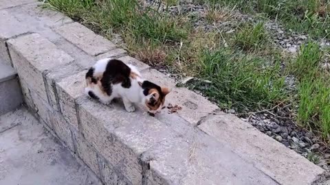 The sweet street cat ate until he was satisfied.