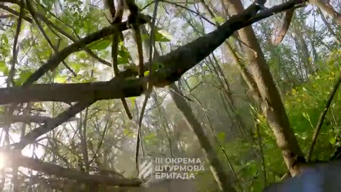 Clearing a forest belt on the outskirts of Bakhmut