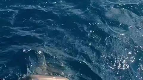 Marine biologist almost fell into the jaws of a shark