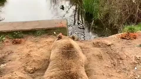 This bear dug a sitting pit to watch her favorite duckies