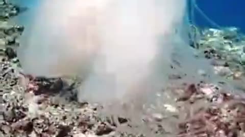 Beautiful Jellyfish #shorts #viral #shortsvideo #video