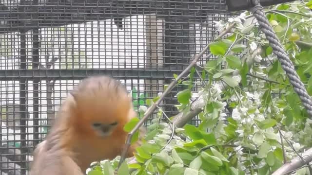 Golden monkeys