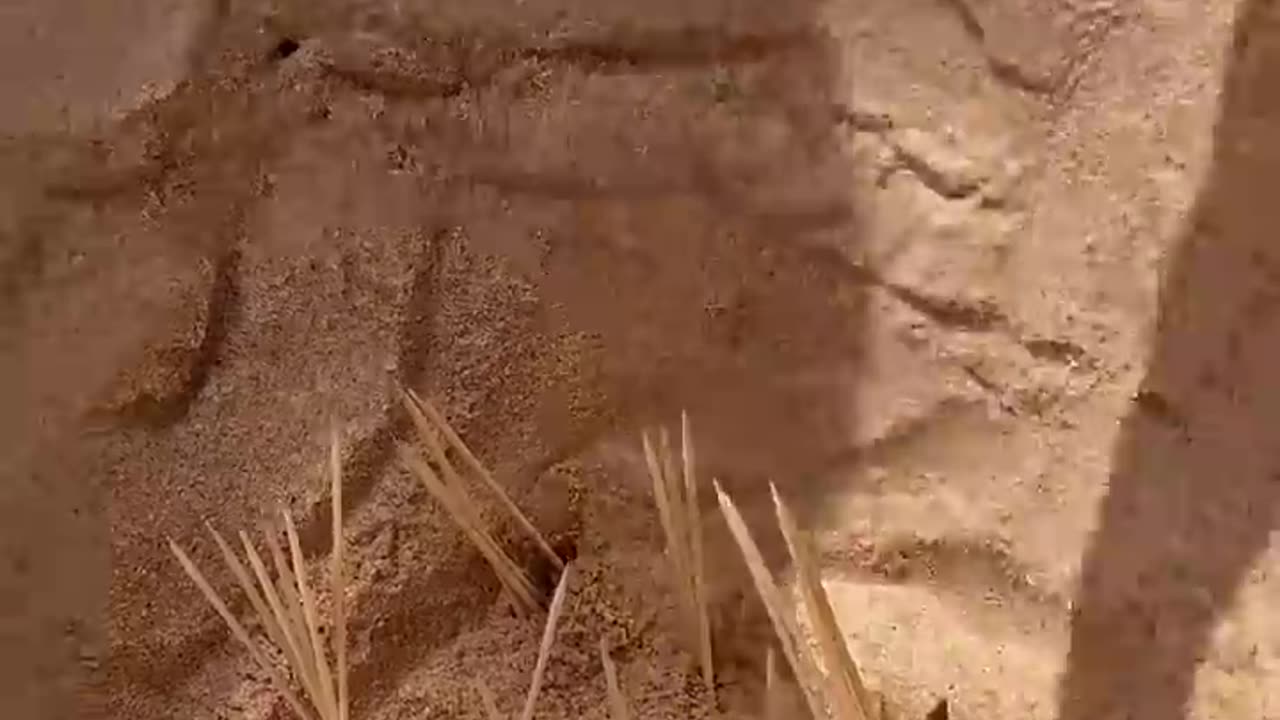 Funny videos Laughing videos Happy videos