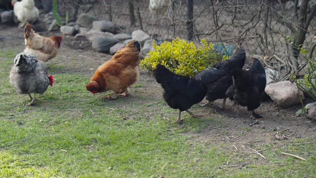 Colorful chickens together