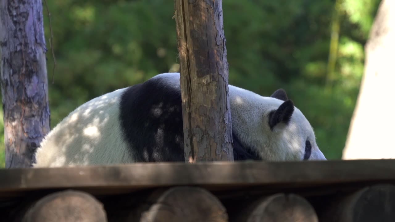 Cute cute panda