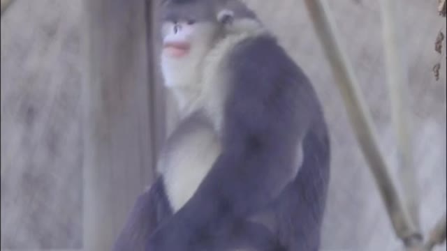 It's Thursday # Yunnan snub-nosed Monkey