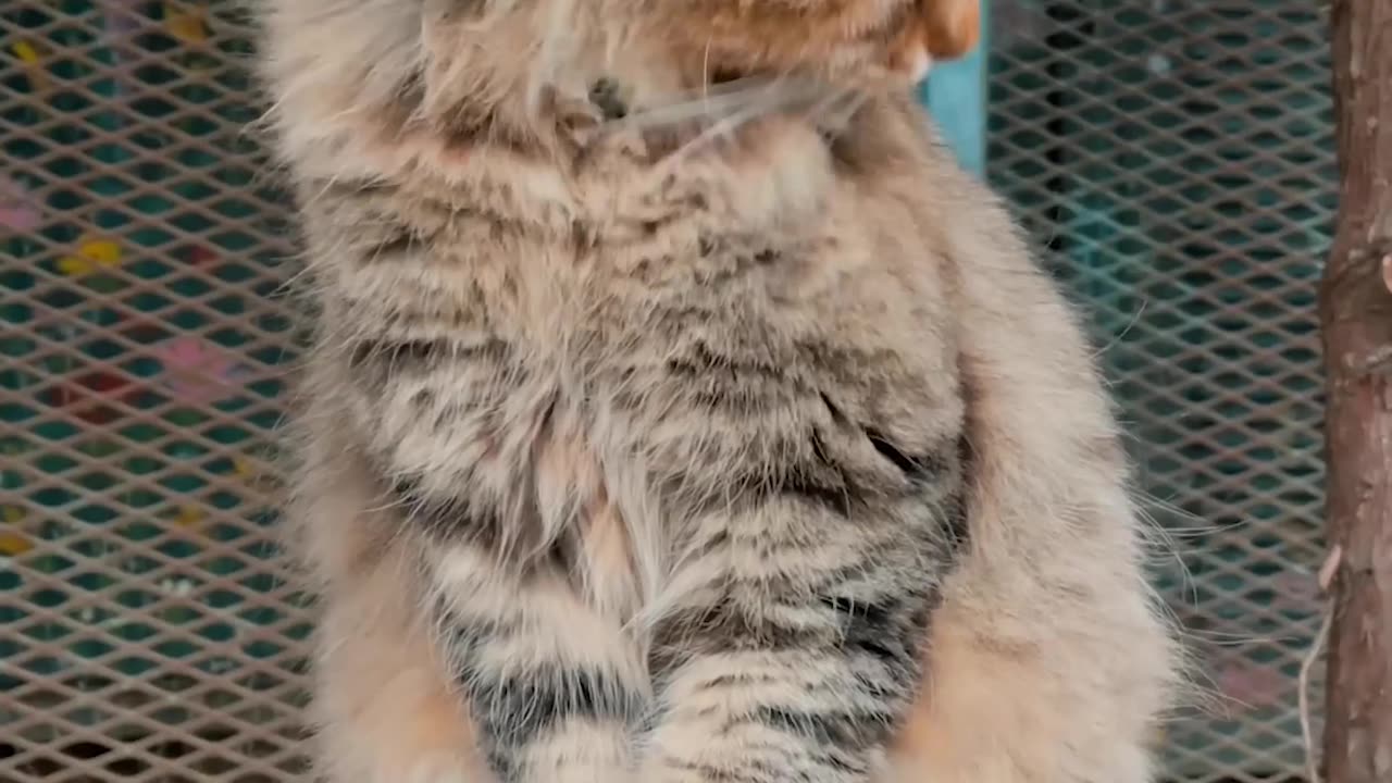 cute cat video