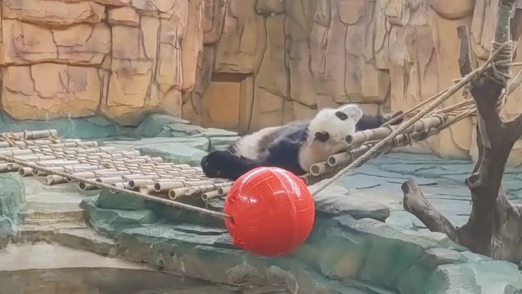 giant pandas