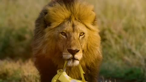 Baby with lion