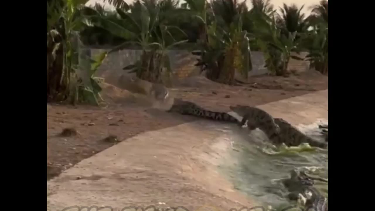 Hungry Crocodiles feeding |#Animals