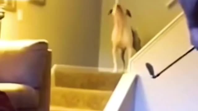 Funny pets😂