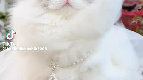 Beautiful cat soo cute