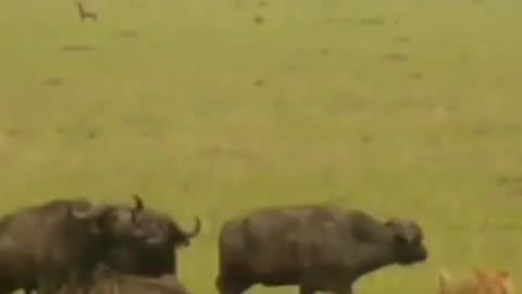 angry buffalo killed lion to save her calf #shorts #lionvsbuffalo