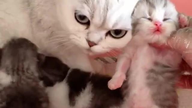 OMG So Cute Cats ♥ Best Funny Cat ❤️🐈Videos 2021 #shorts