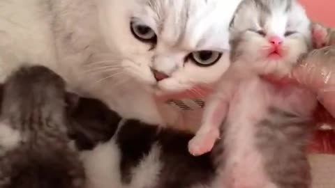 OMG So Cute Cats ♥ Best Funny Cat ❤️🐈Videos 2021 #shorts