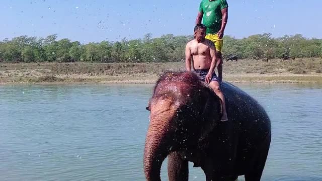 Most Funny and Cute Baby Elephant Videos