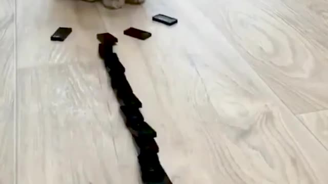 Cat Knocks Domino Stones - Funny Cat Reaction 🐾