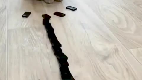 Cat Knocks Domino Stones - Funny Cat Reaction 🐾