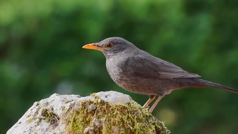 Beauty of Nature /Birds/Animals