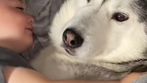 My Husky & Baby boy becoming best friends!!