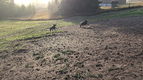 Rocky and Rosie dog park fun