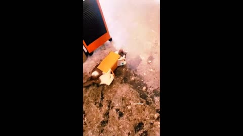 Funny Cats and Dogs