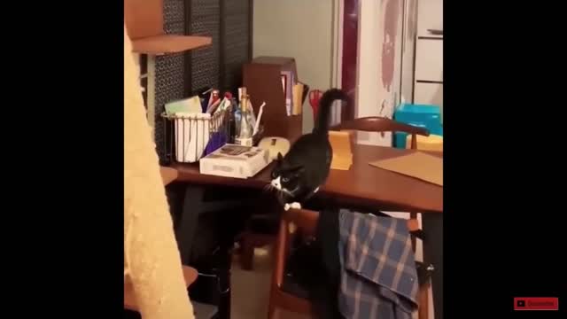 Funny cat videos of 2022 #cats #funny #cute #funnyvideo