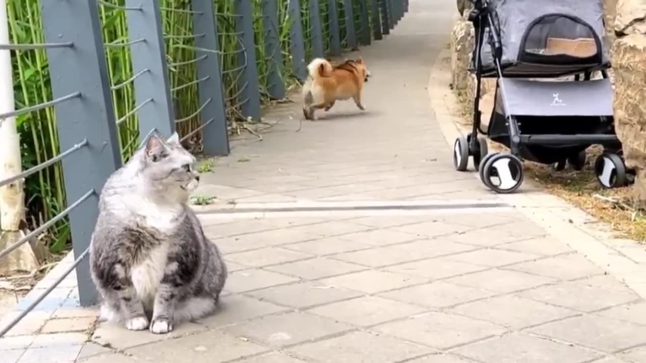 Funny animals