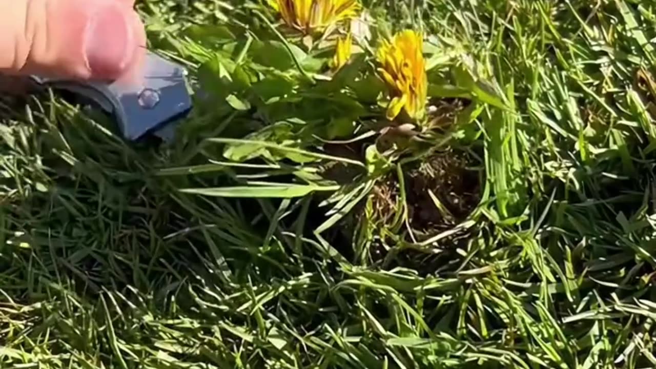 SATISFYING grass