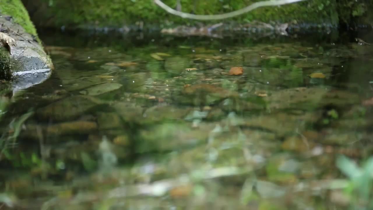 The night atmosphere of a river with insects noises. Relaxing and calm