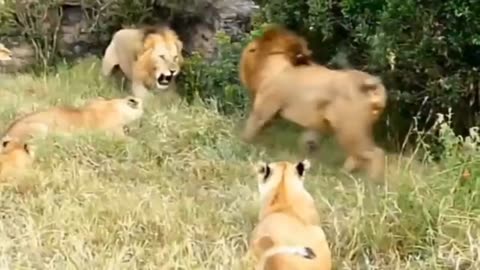 Lion vs tiger Real video #lionfight