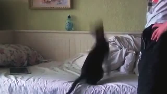 Flying cat Lelik