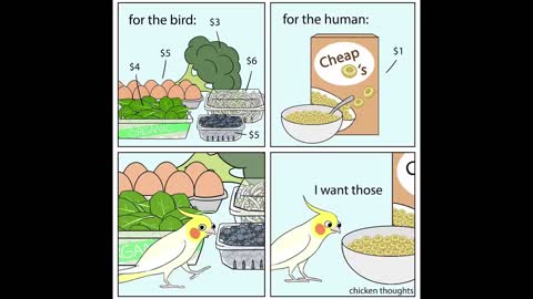 Funny Comics With A Parrot Twist