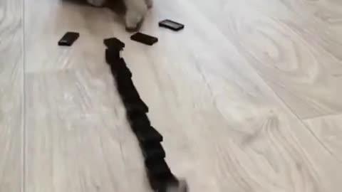 Funny cat play domino