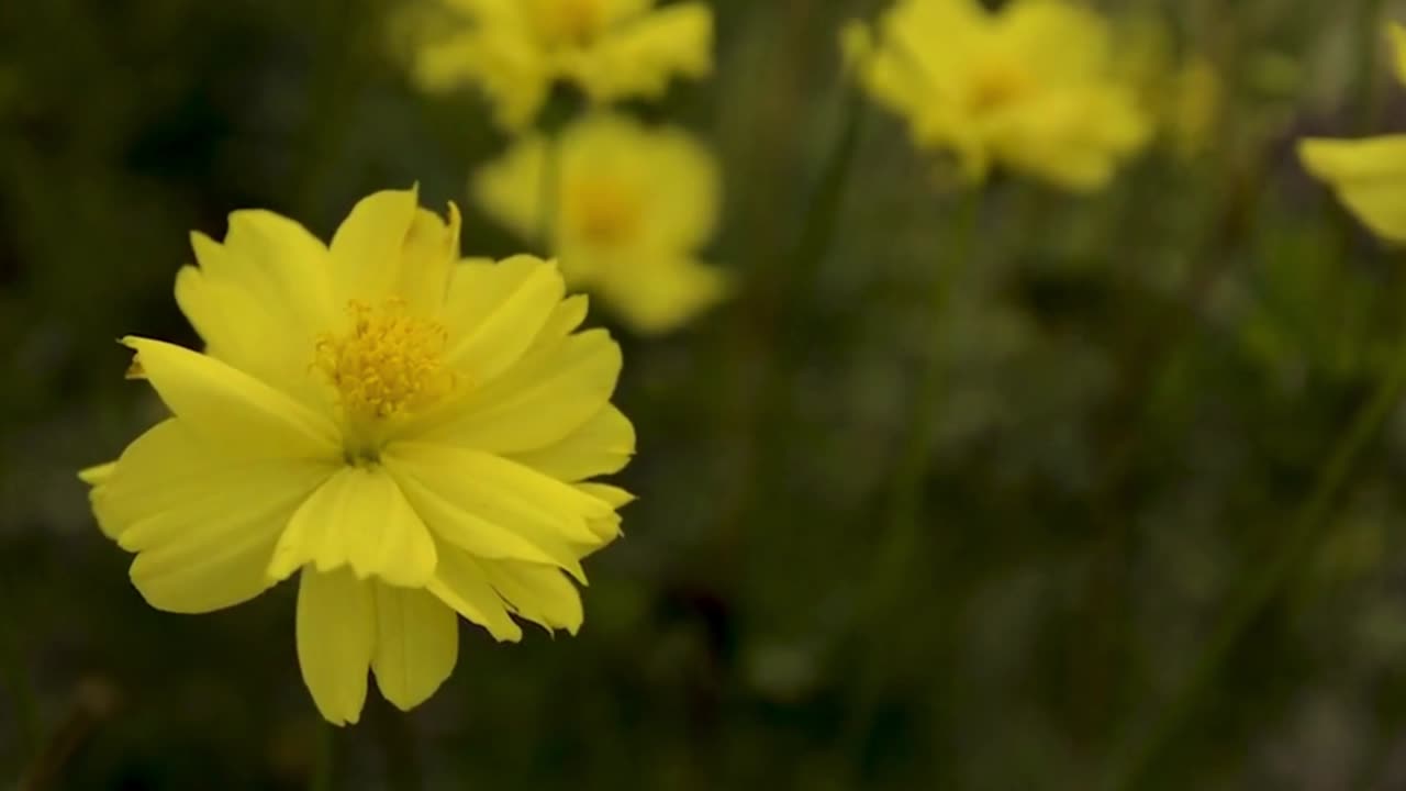 yellow flowers