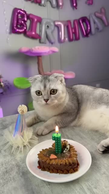 Celebration of cat birthday 🎉