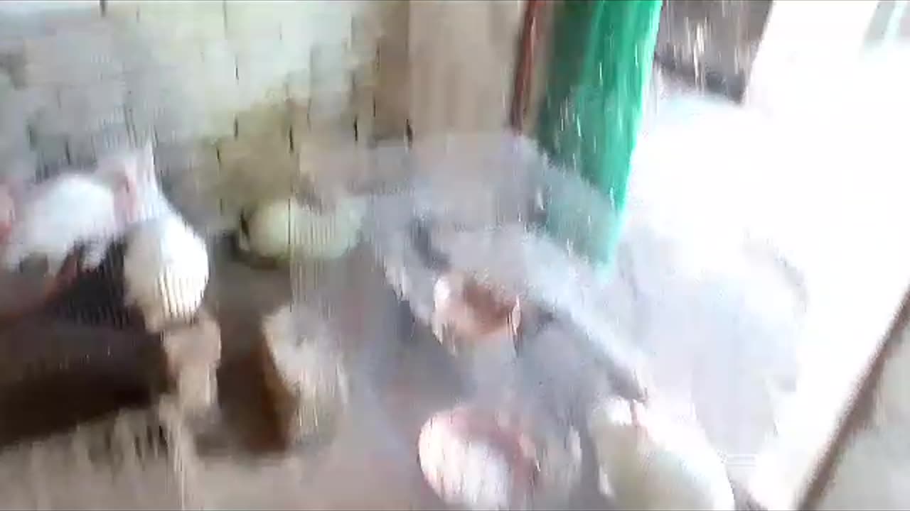 RABBITS FARMING IN PAKISTAN