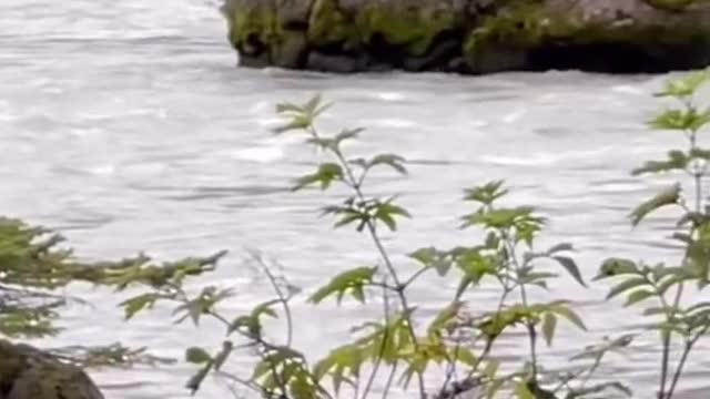 Bear Cub Reunites With His Little Brother And Mom