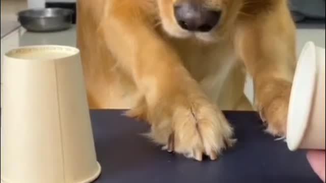 Funny dog (magic)