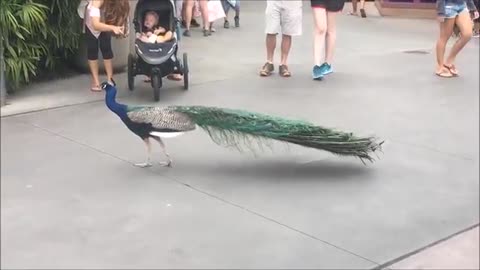 Peacock Opening Its Feathersats .