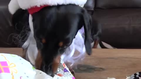 Santa's Wiener Workshop with Crusoe & Oakley the Dachshunds