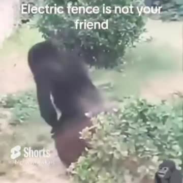 That's 1 Angry Monkey
