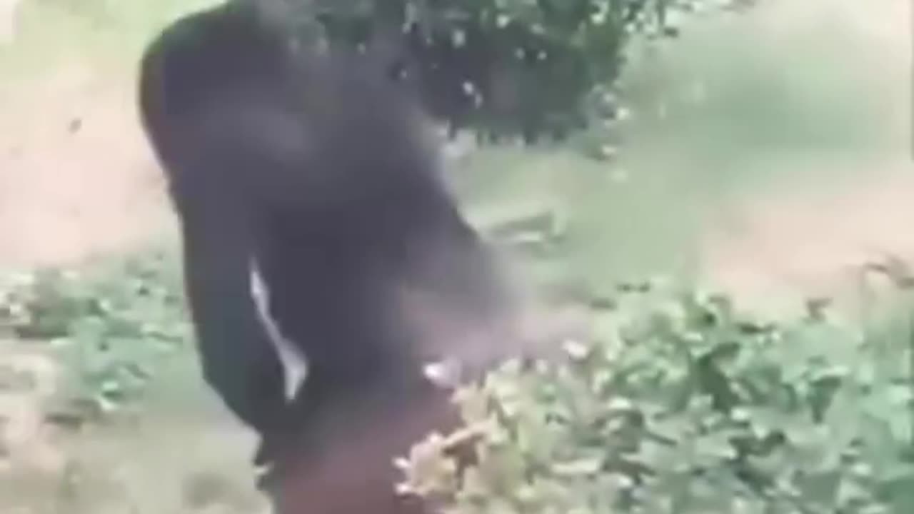 That's 1 Angry Monkey