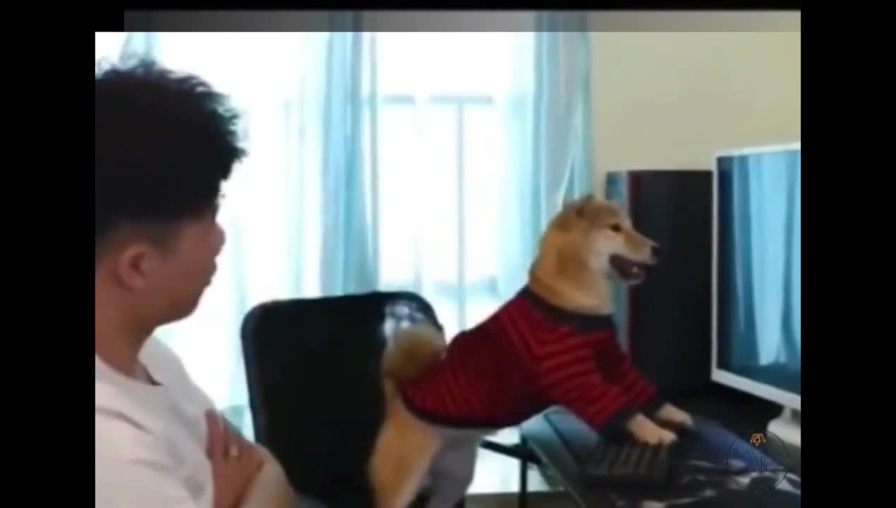 Dog addicted to games