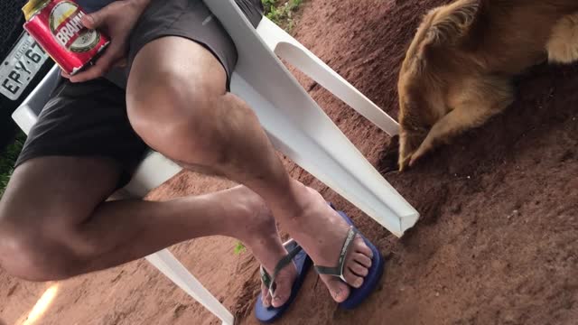 Dog Digs Hole, Toppling Chair