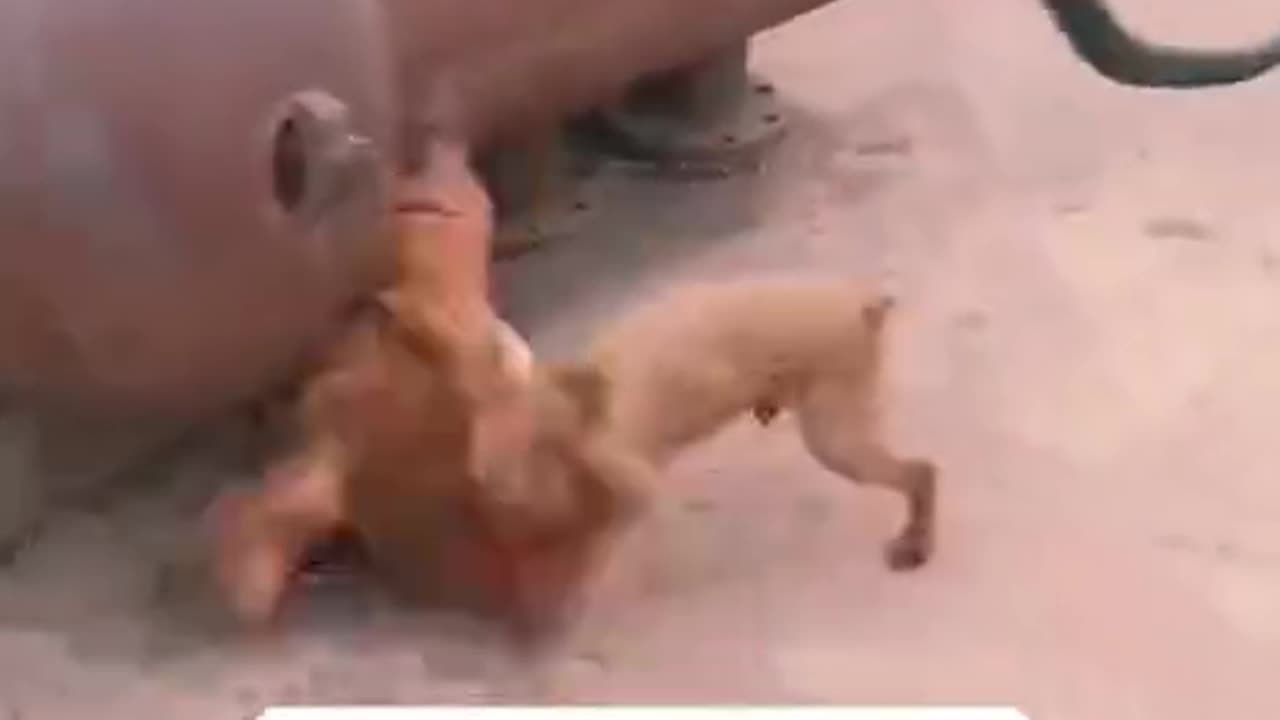 Fighting between chicken and dog compilation