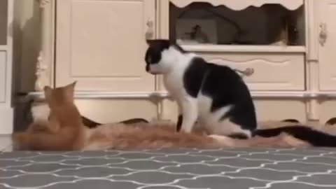 Funny animal video We sincerely hope you enjoy it; please follow us if you wanna laugh every day # 