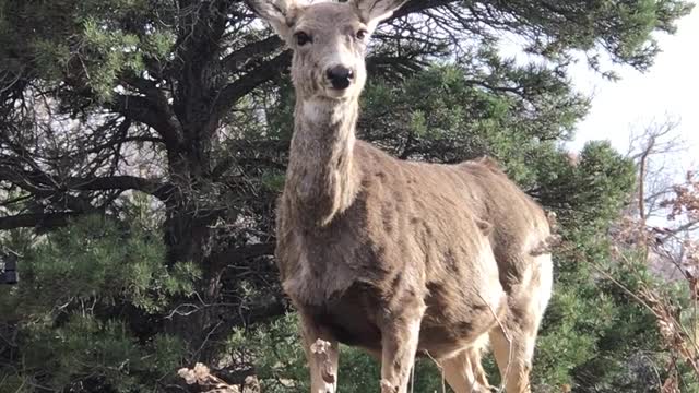 Green grass Deer