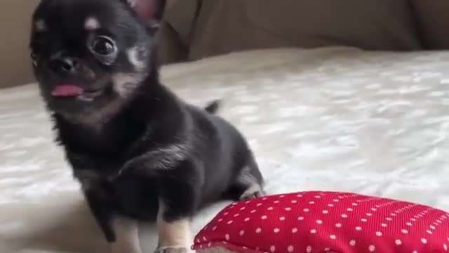 A lovely Chihuahua